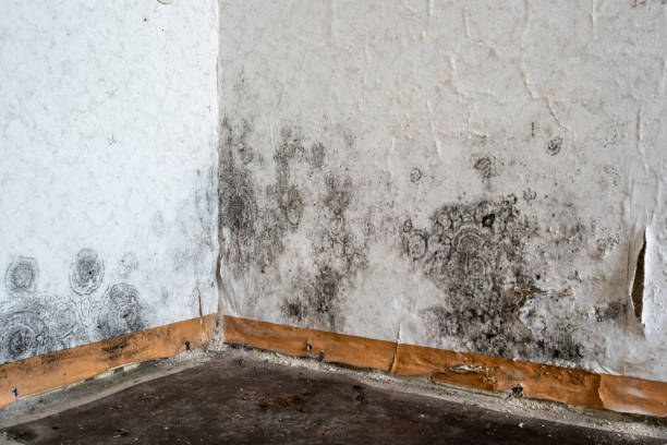 Best Mold Removal Company Near Me  in Lawtey, FL